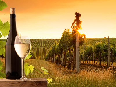 Trinity Insurance - Vineyard